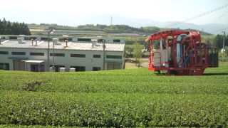摘採の高さを決めて♪
