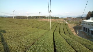 今日の茶畑♪