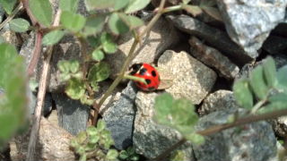 LADYBIRD♪