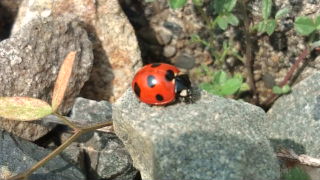 LADYBIRD♪
