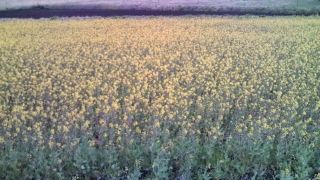 一面の菜の花♪