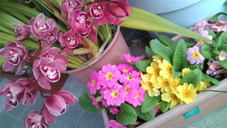 一面の菜の花♪