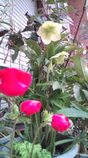 一面の菜の花♪