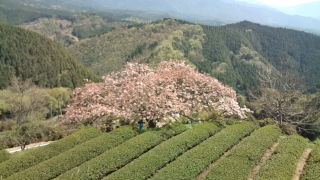 遠山桜♪