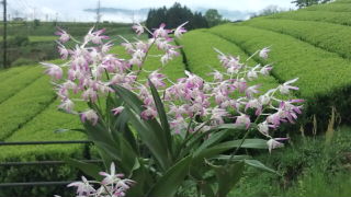 今朝の茶畑♪