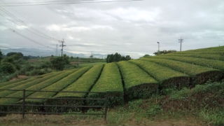 二番茶前の茶畑♪