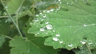 タケニグサの水滴♪