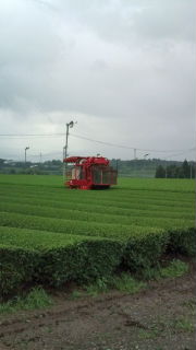 二番茶最終日♪