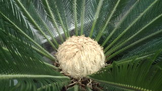 花が、咲く‥‥!?