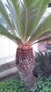 花が、咲く‥‥!?
