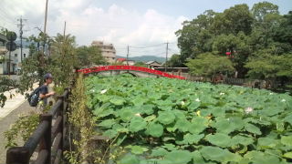青井さんの蓮の花♪