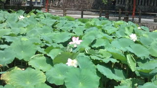 青井さんの蓮の花♪