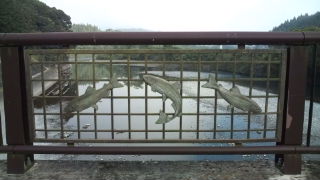 川辺川の鮎♪