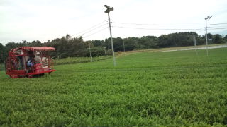 秋冬番茶の摘採風景♪