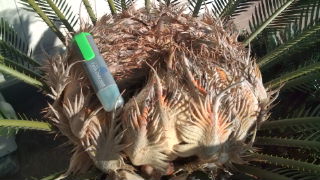 それからの「蘇鉄」♪