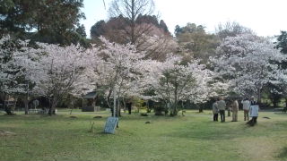 人吉城址の桜♪