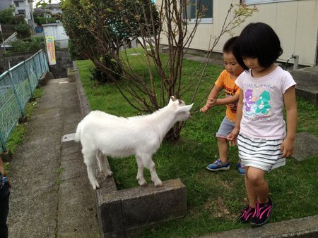きゃーたすヤギ 阿南!やめてくれー!!