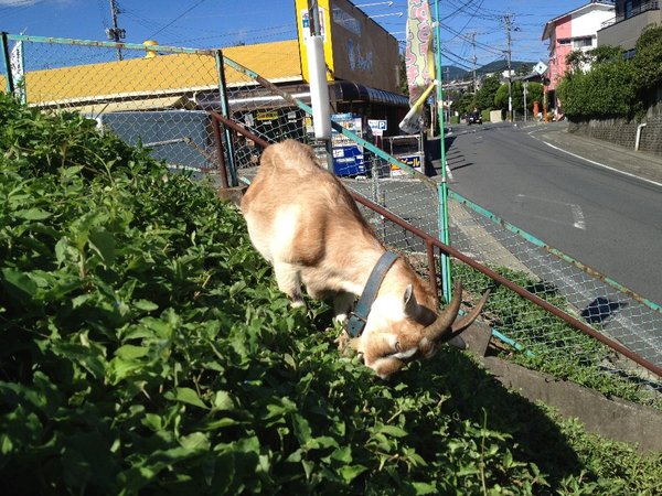 鮮魚売り場は、花盛り?