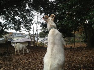 傷害事件発生! 犯人は、誰だ? きゃーたす