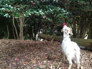 傷害事件発生! 犯人は、誰だ? きゃーたす