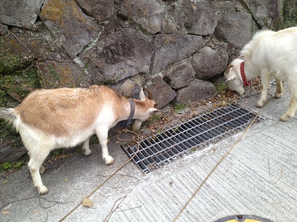 傷害事件発生! 犯人は、誰だ? きゃーたす