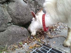 傷害事件発生! 犯人は、誰だ? きゃーたす