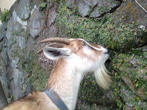 傷害事件発生! 犯人は、誰だ? きゃーたす