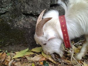 傷害事件発生! 犯人は、誰だ? きゃーたす