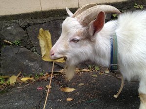 傷害事件発生! 犯人は、誰だ? きゃーたす