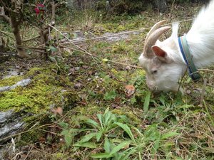 傷害事件発生! 犯人は、誰だ? きゃーたす