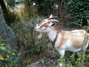 傷害事件発生! 犯人は、誰だ? きゃーたす