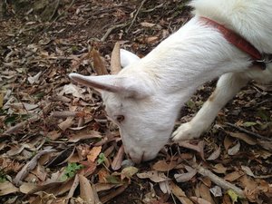 傷害事件発生! 犯人は、誰だ? きゃーたす