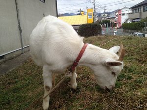 傷害事件発生! 犯人は、誰だ? きゃーたす