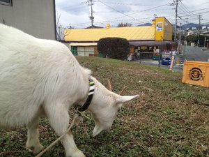 傷害事件発生! 犯人は、誰だ? きゃーたす