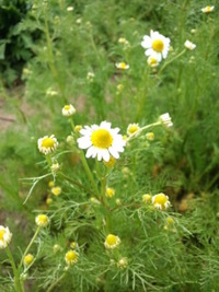ジャーマンカモミールの花