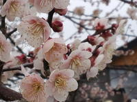 花より、いも天