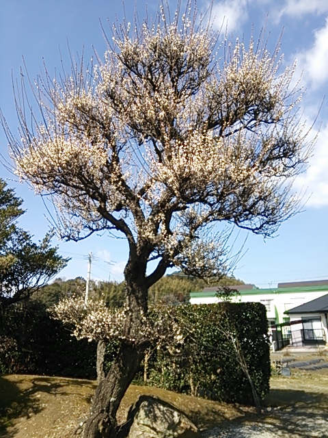 梅の花♪