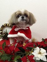 ☆わくわくのXmasin本荘☆