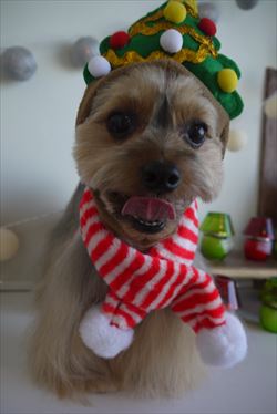 ♪Xmasコスプレ♪