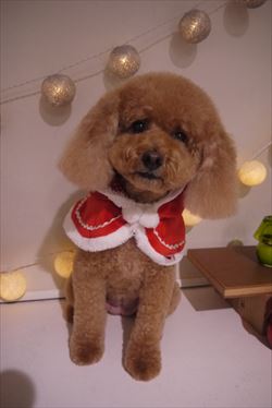 ♪Xmasコスプレ♪