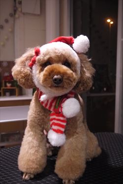 ♪Xmasコスプレ♪