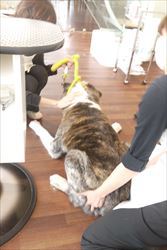~秋田犬コンビ~