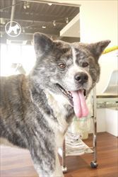 ~秋田犬コンビ~