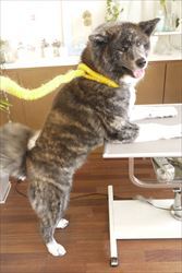 ~秋田犬コンビ~