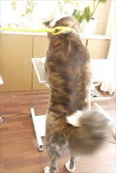 ~秋田犬コンビ~