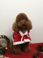 ☆本荘店もサンタさんでいっぱい☆