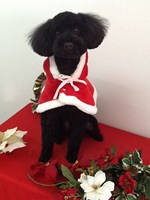 ☆わくわくのXmasin本荘☆