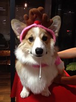 ☆わくわくのXmasin本荘☆
