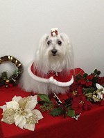 ☆わくわくのXmasin本荘☆