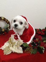 ☆わくわくのXmasin本荘☆